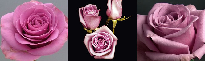 blue curiosa home page graphic blue curiosa home page graphic